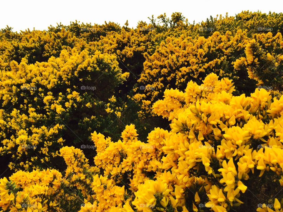 Yellow flowers