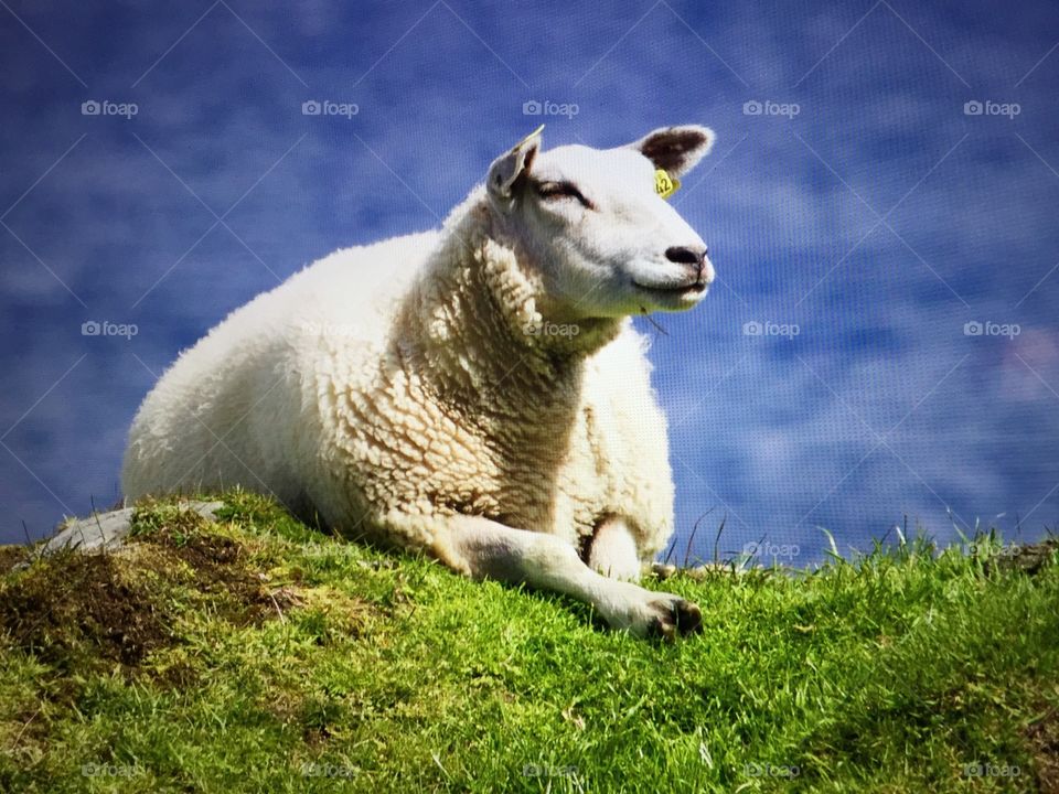 Resting sheep. Sheep in nature. 