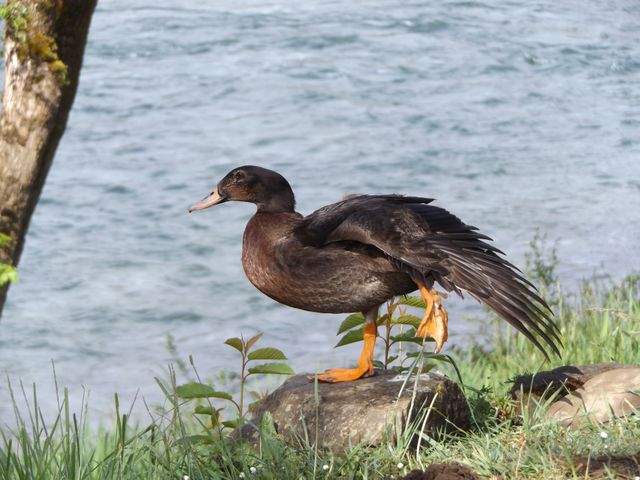 Bird by the river 