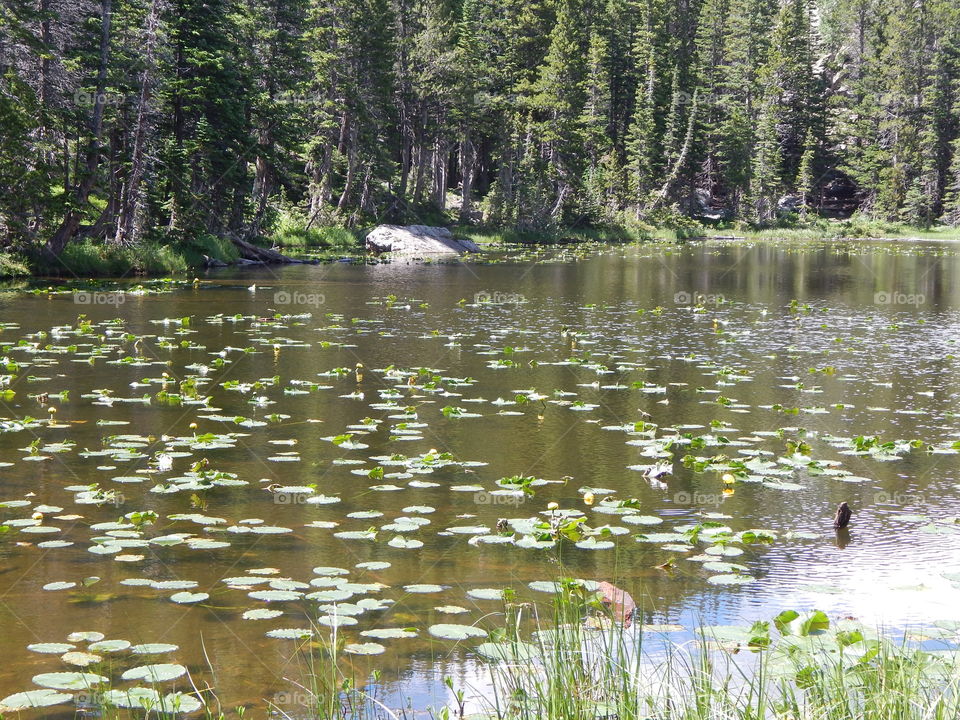 Rocky Mountain National Park, CO - Nymph Lake