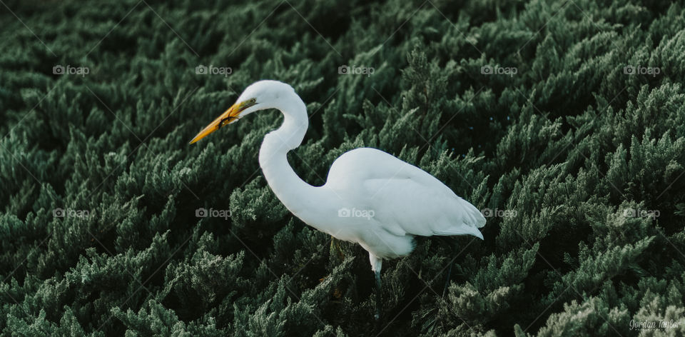 Small Heron in Bushes