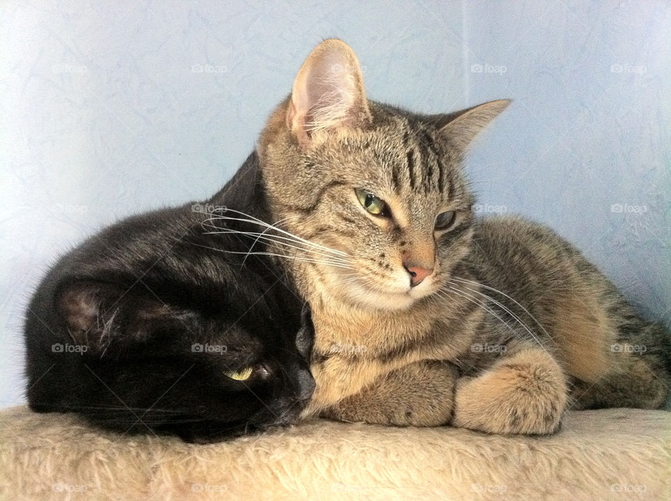 cat cats kitten katze by jessyblue