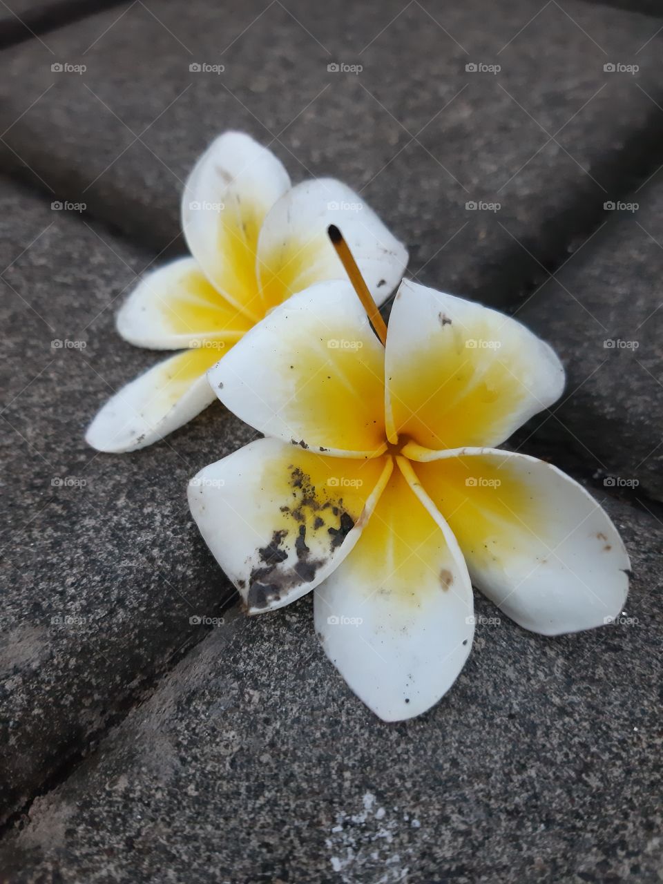 Two beautiful frangipani flowers that was used as a means of praying for Hinduist