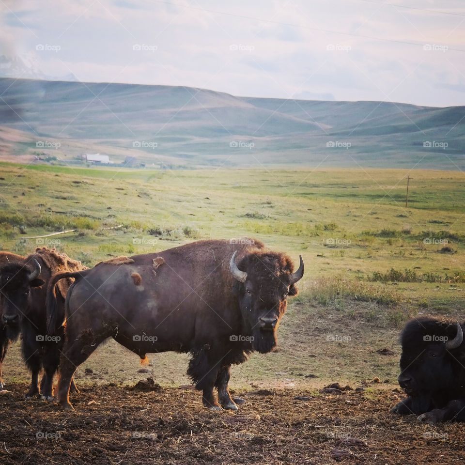 Wild buffalo seen during my roadtrip through Montana. 