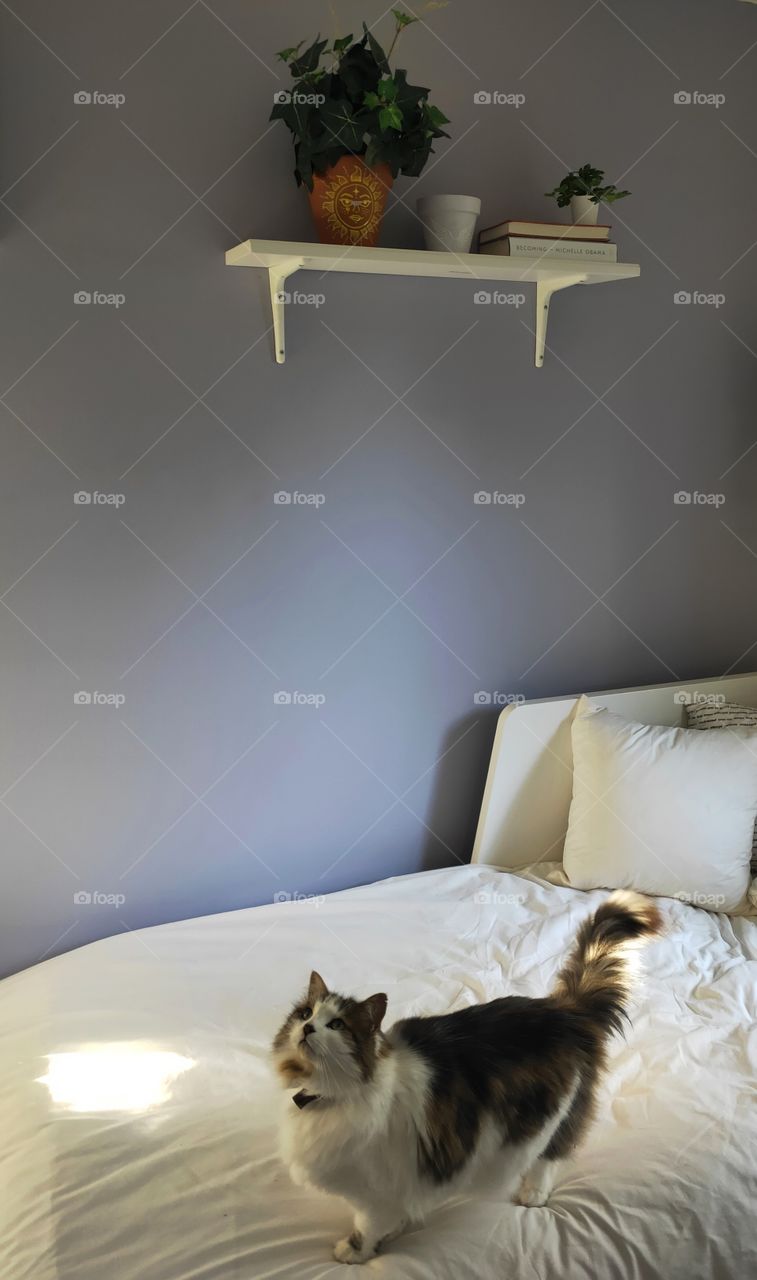 Cat standing on IKEA bed that sits beneath an IKEA shelf.