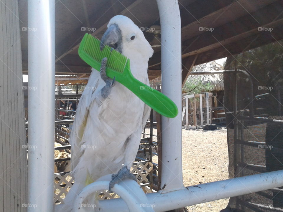 cockatoo