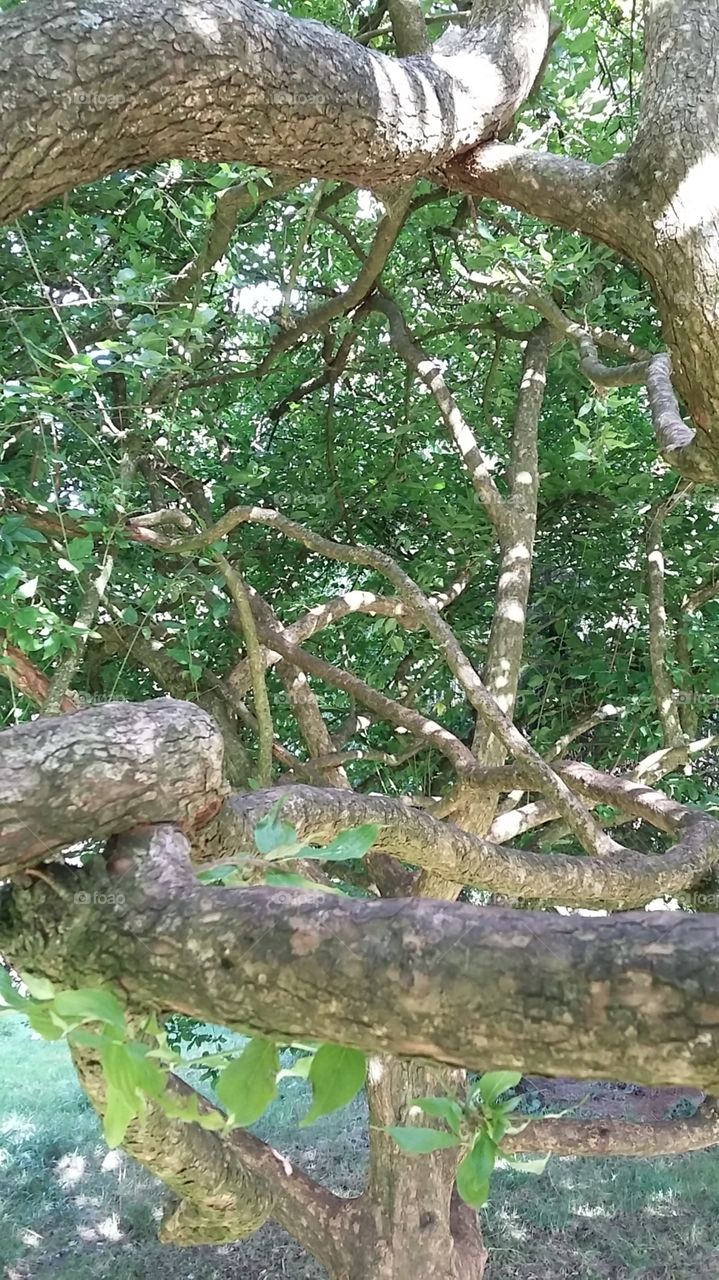 Tree branches