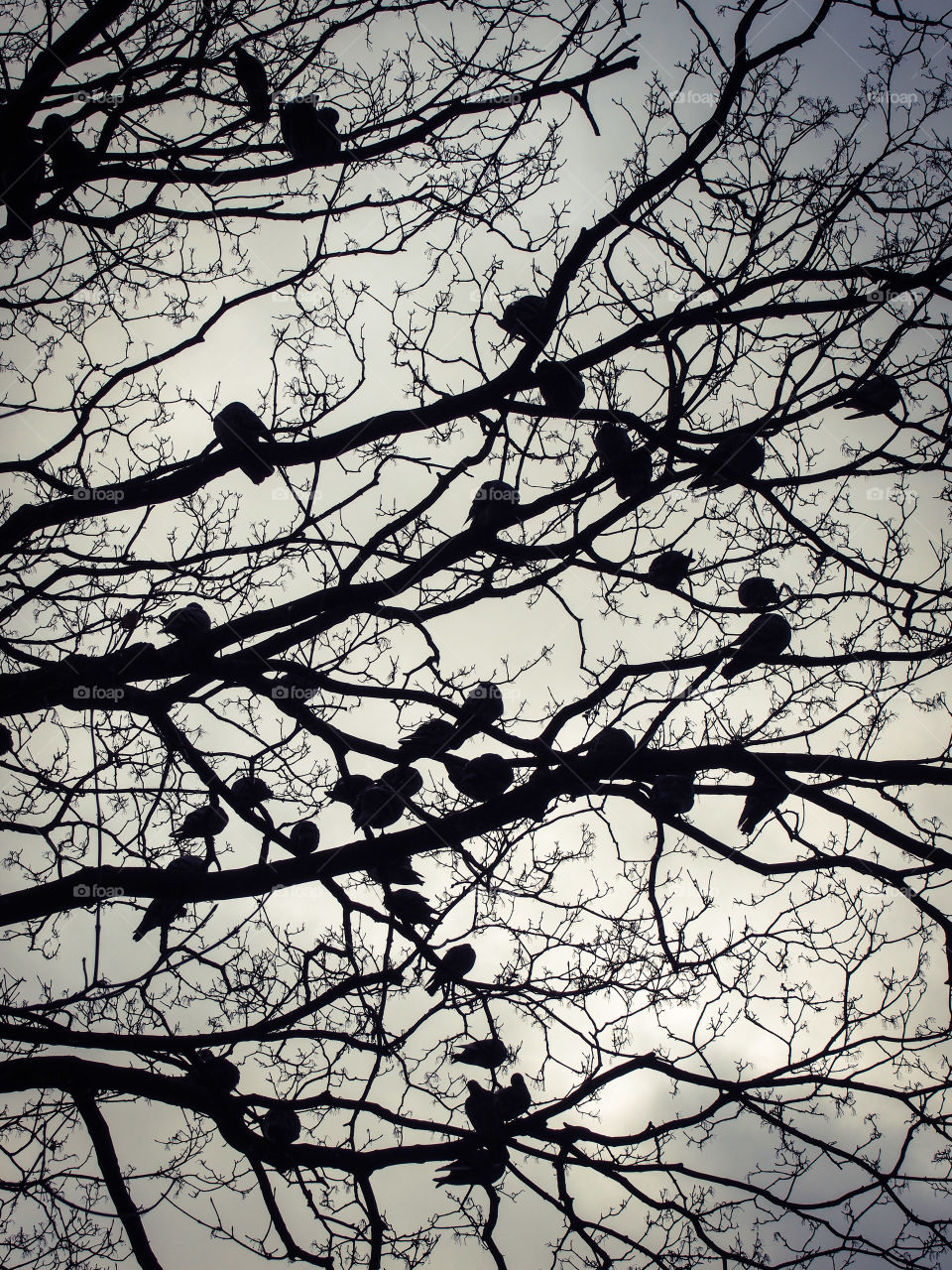 Birds in the branches of a tree
