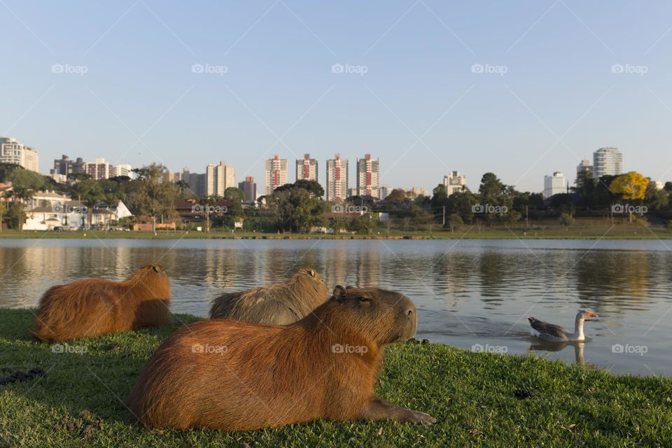Capybaras in barigui park in Curitiba Parana Brazil.