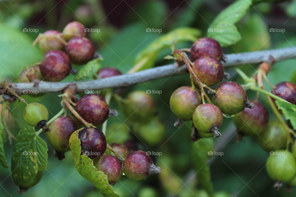 Currants, grapes, berries, summer, harvest, green currants, post ripe, bushes, rich harvest, tasty,