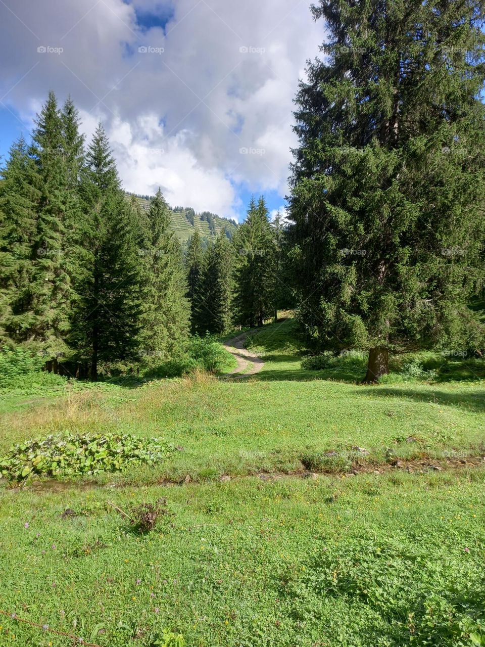 Path Out of the Woods