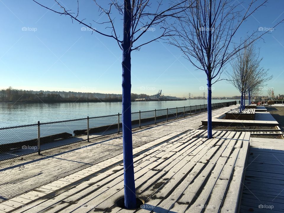 It's so cold even the trees are blue 