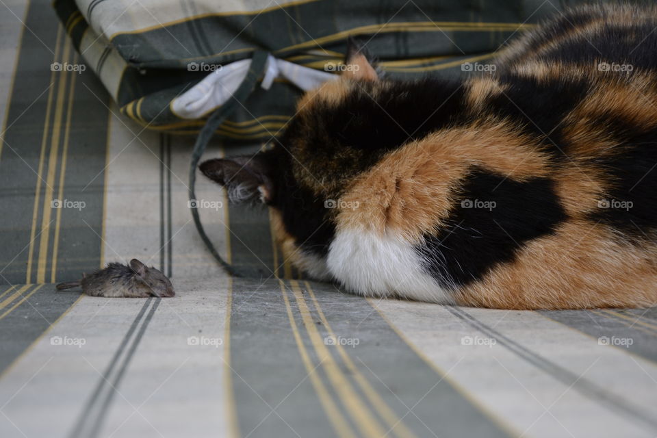 cat and mouse