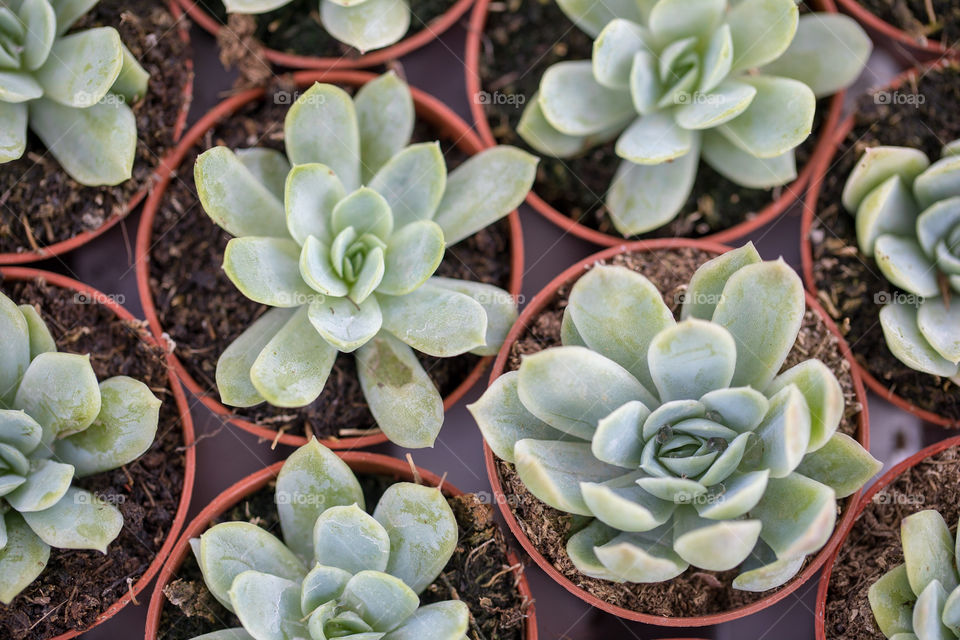 Succulents in the pots