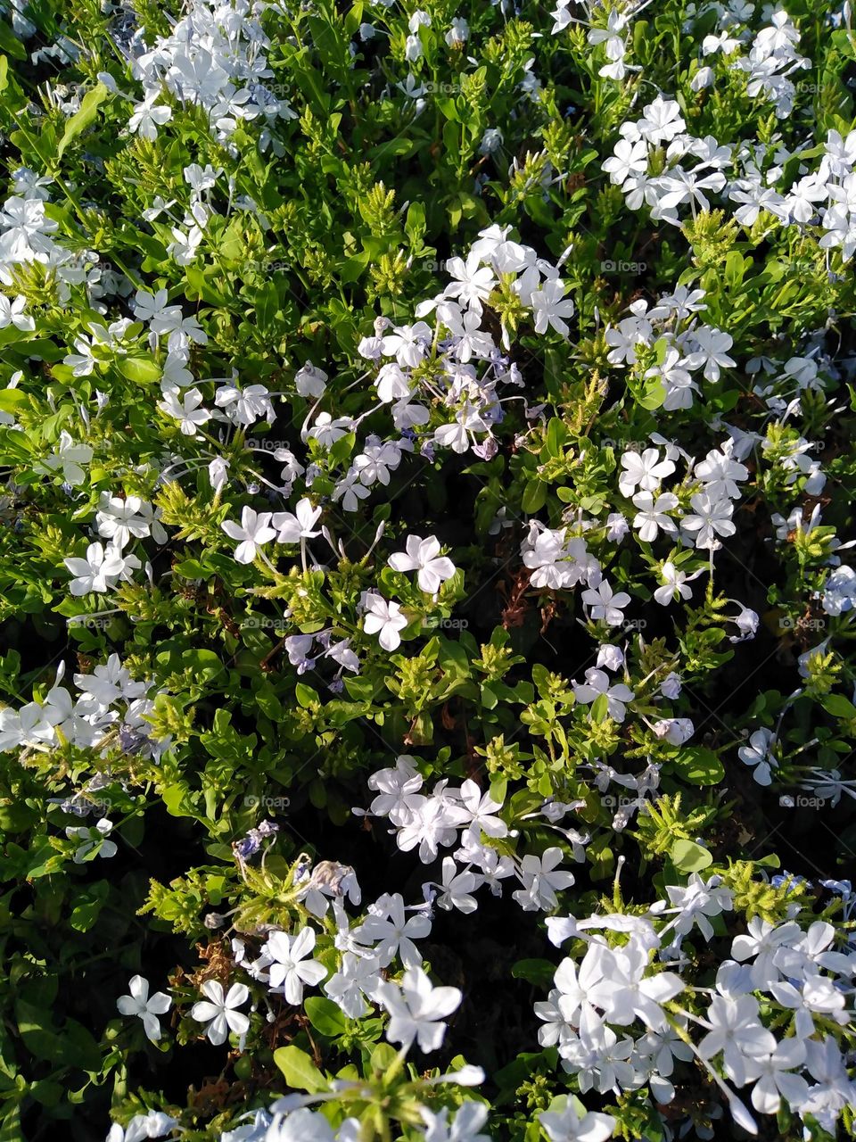 Carpet of white flowers