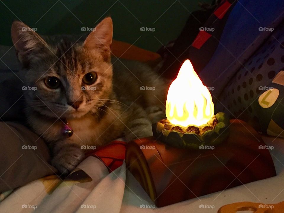 Kitty Campfire