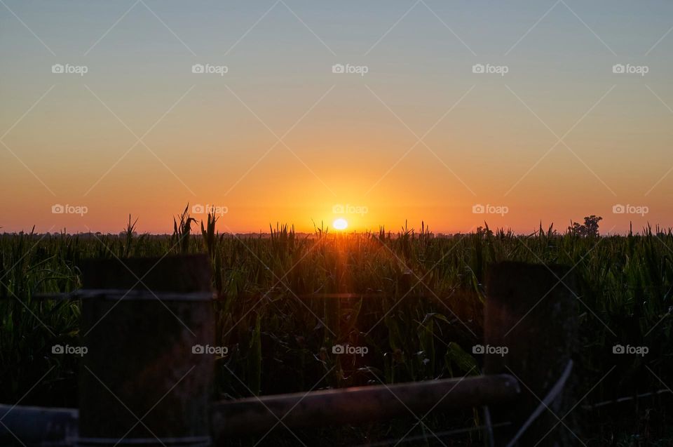 Sunrise over the cornfield
