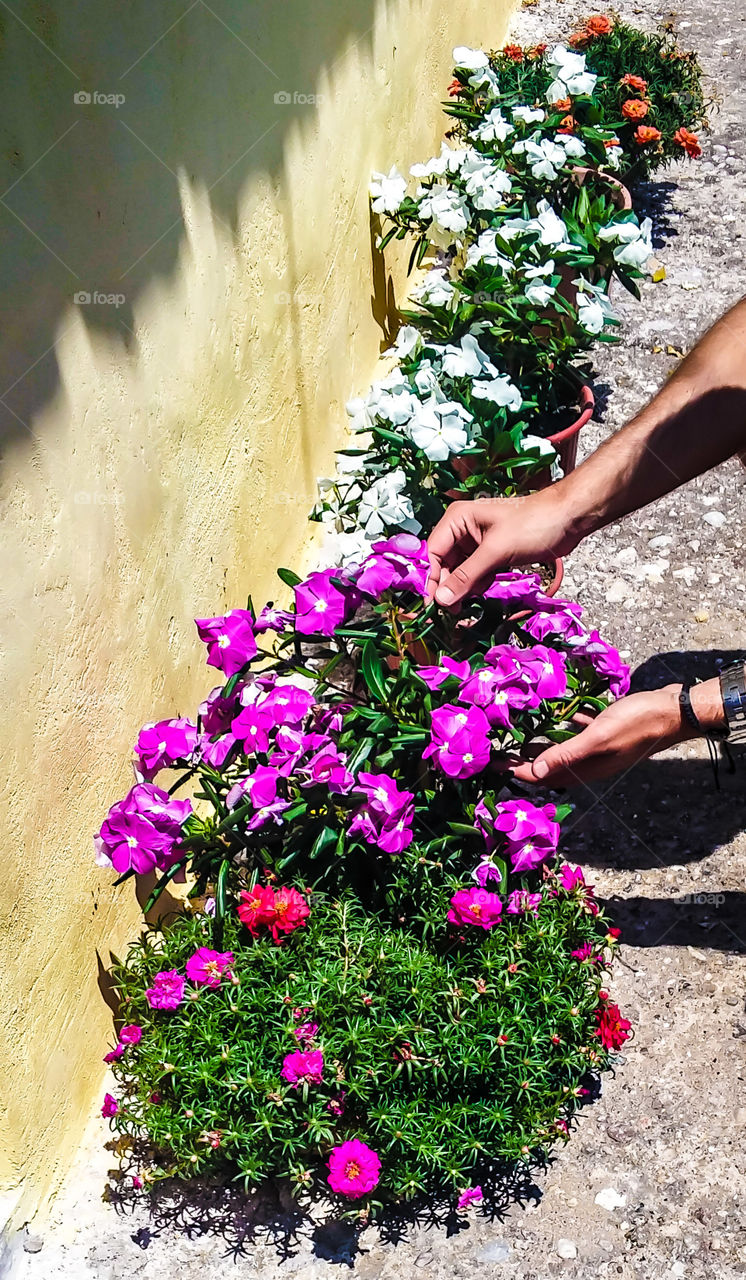 Person taking care of plants