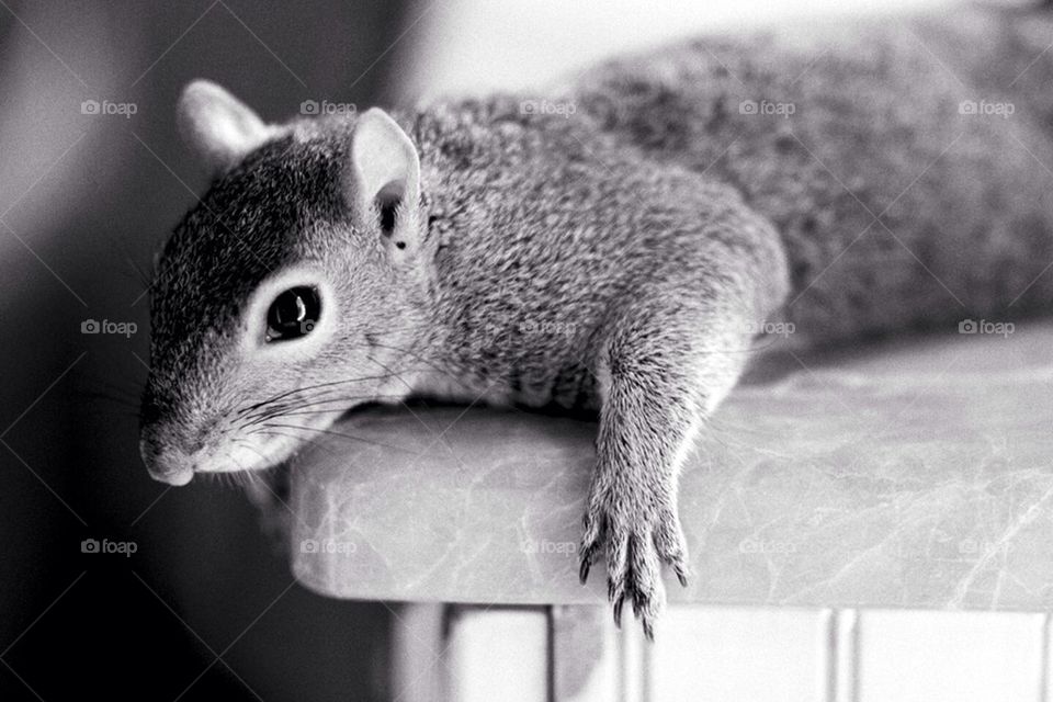 Oscar our per squirrel