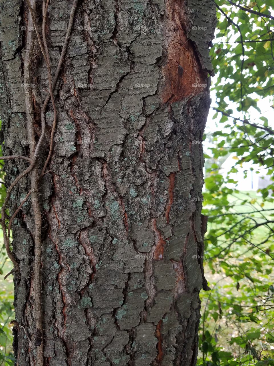 tree coat  , bark