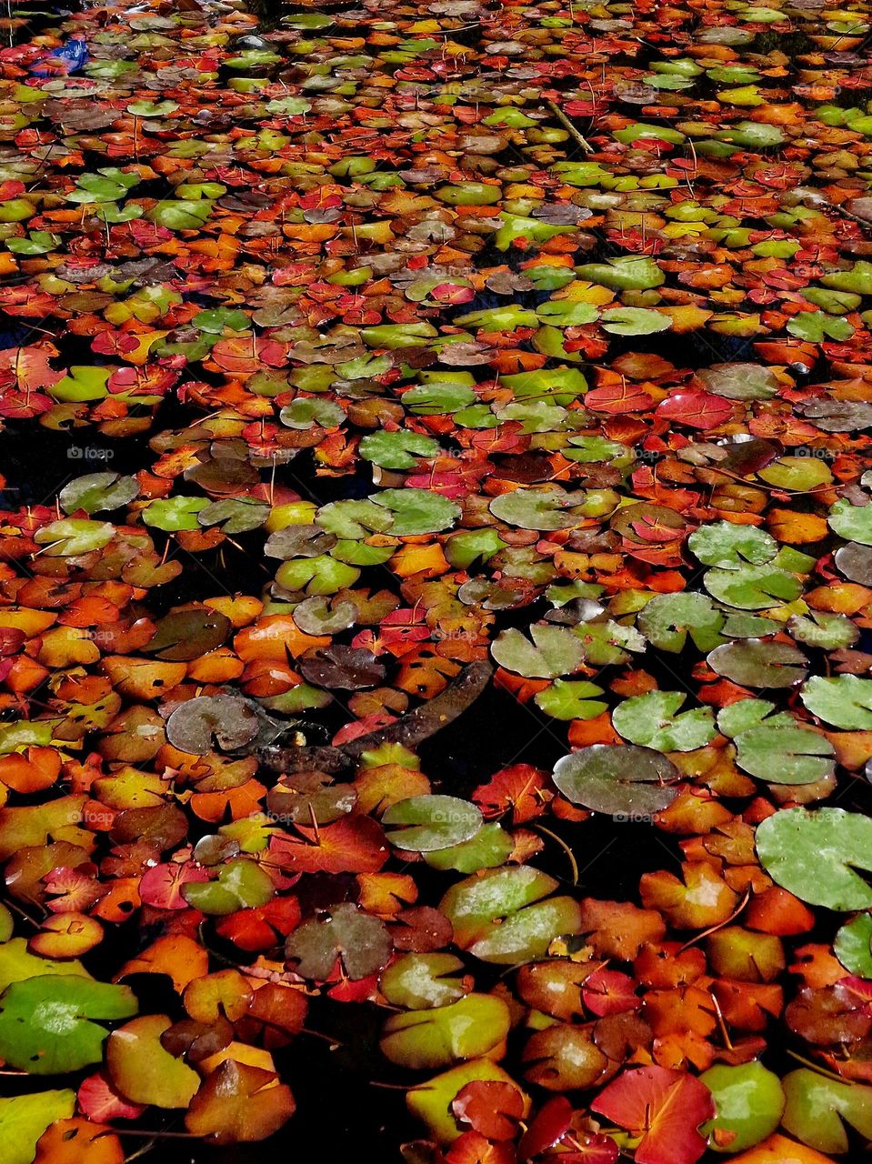 autumn flowers