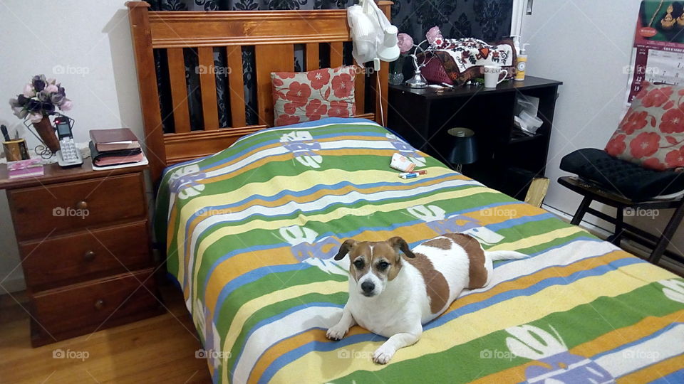 adorable Jack Russell relaxing in bed.