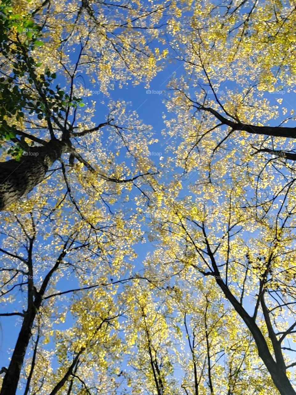 autumn sky