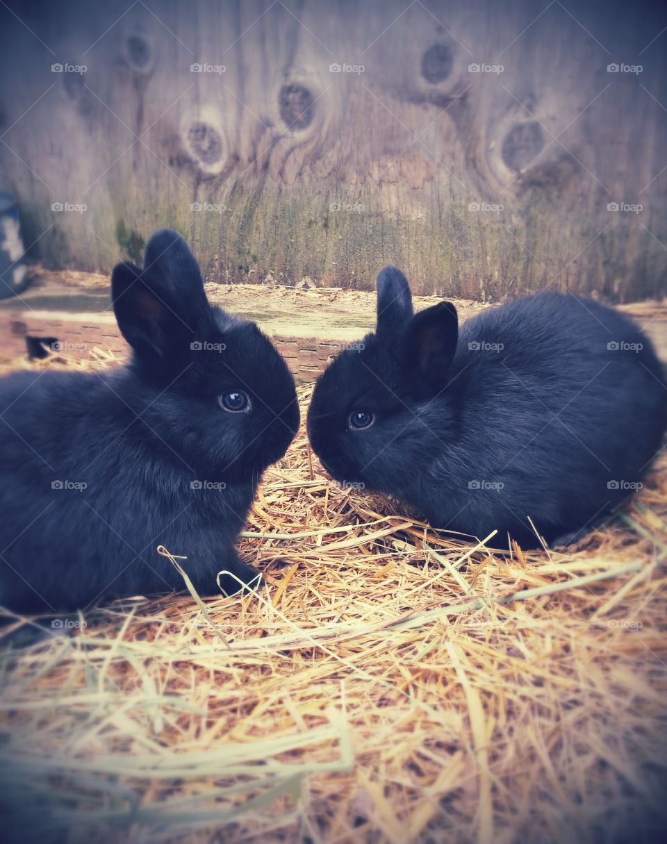 Rabbits on straw at farm