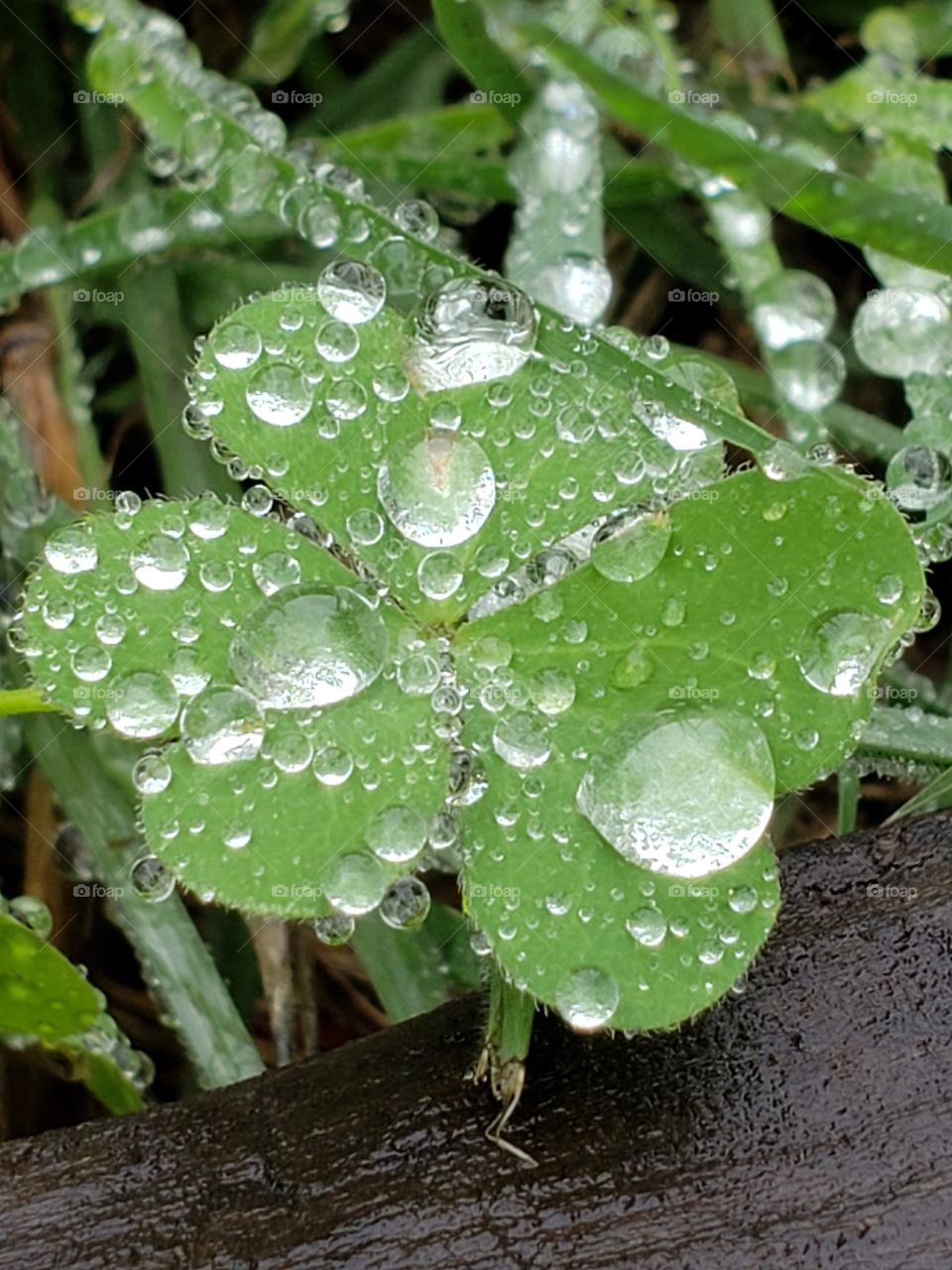 Water droplets on a leaf