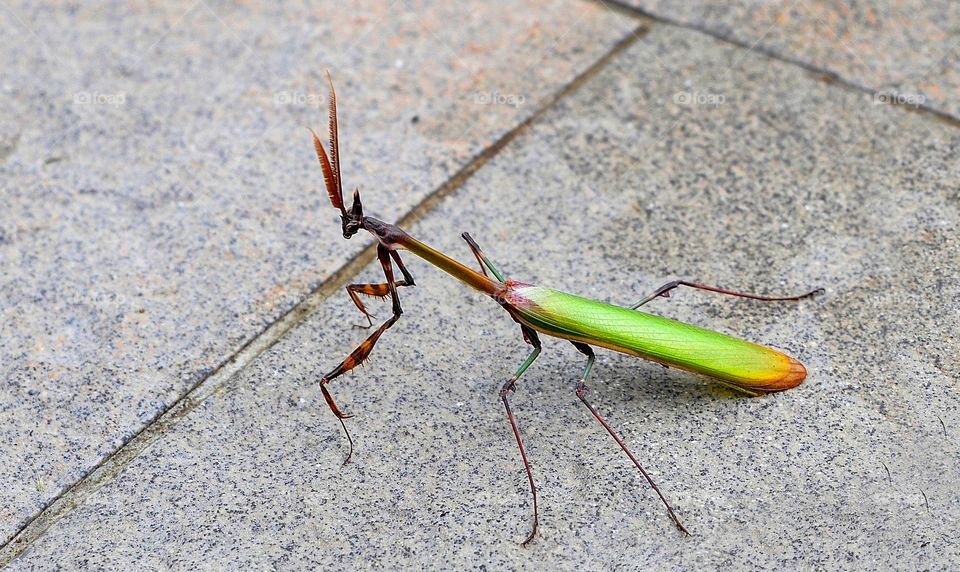 Praying mantis