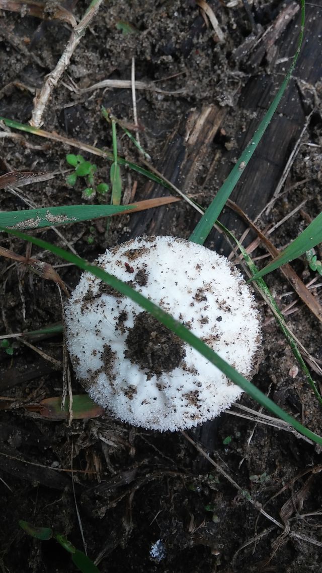 mushroom