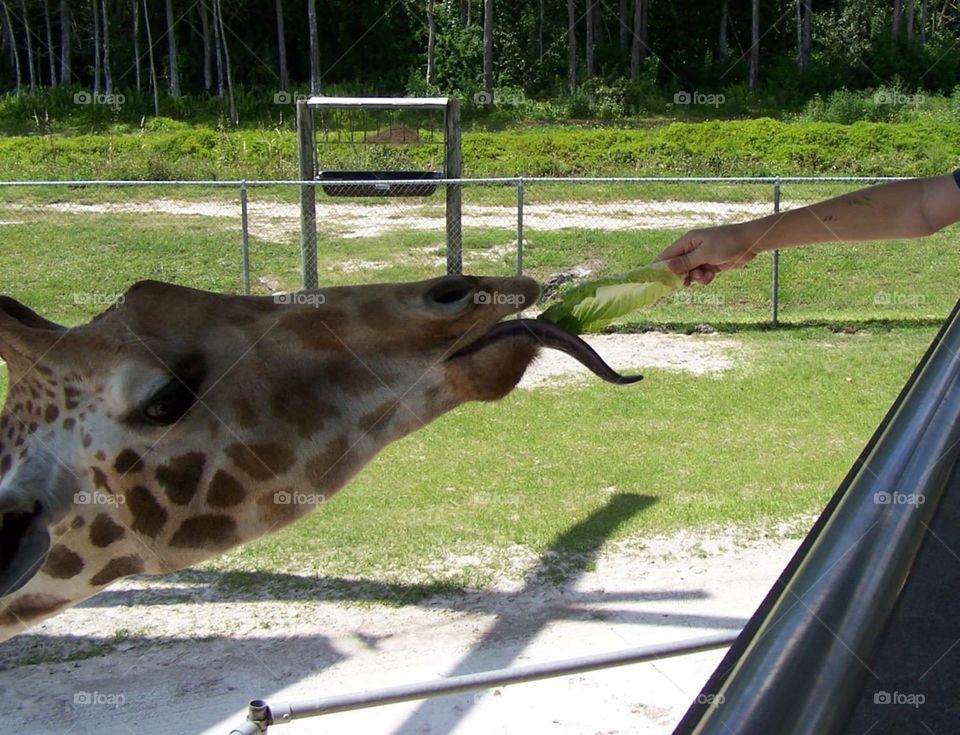Giraffe eating lettuce