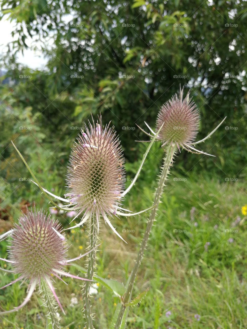 Thistle Flower