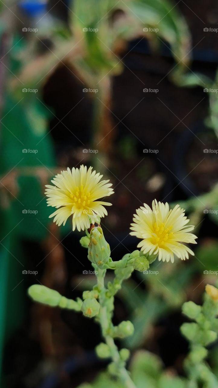 Salad flowers