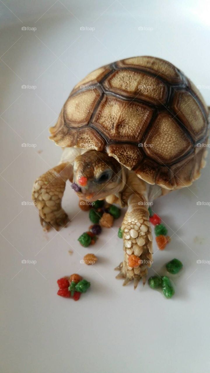 red nose turtle
