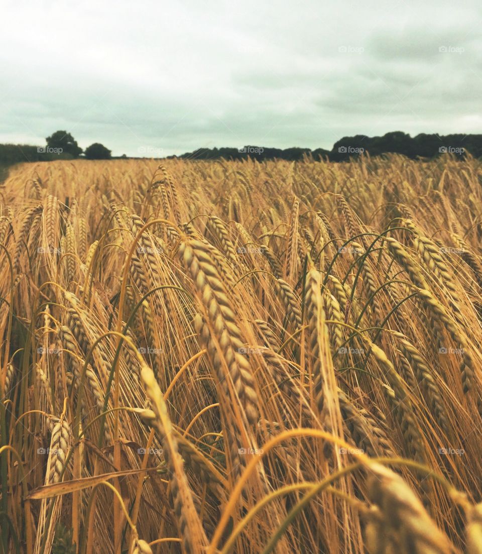 Wheat Field 
