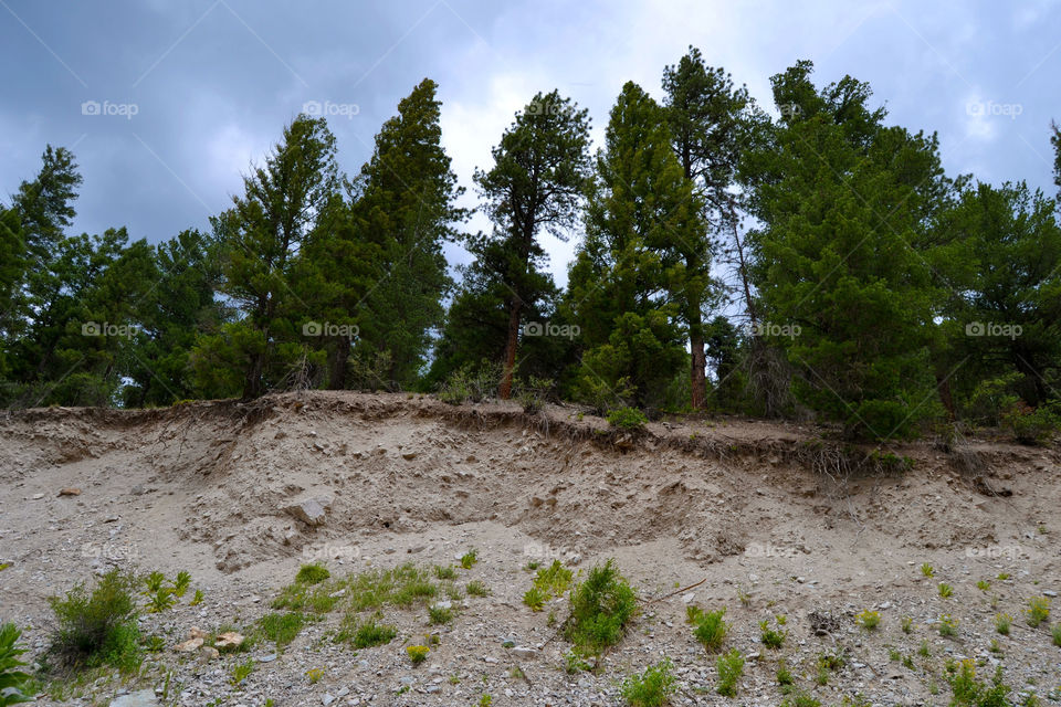 mountain side trees