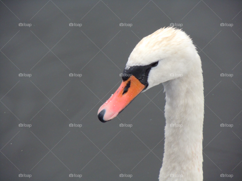 closeup swan näbb svan by MagnusPm