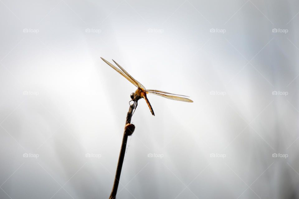 Dragonfly