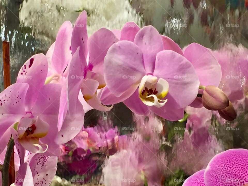 Orchids 