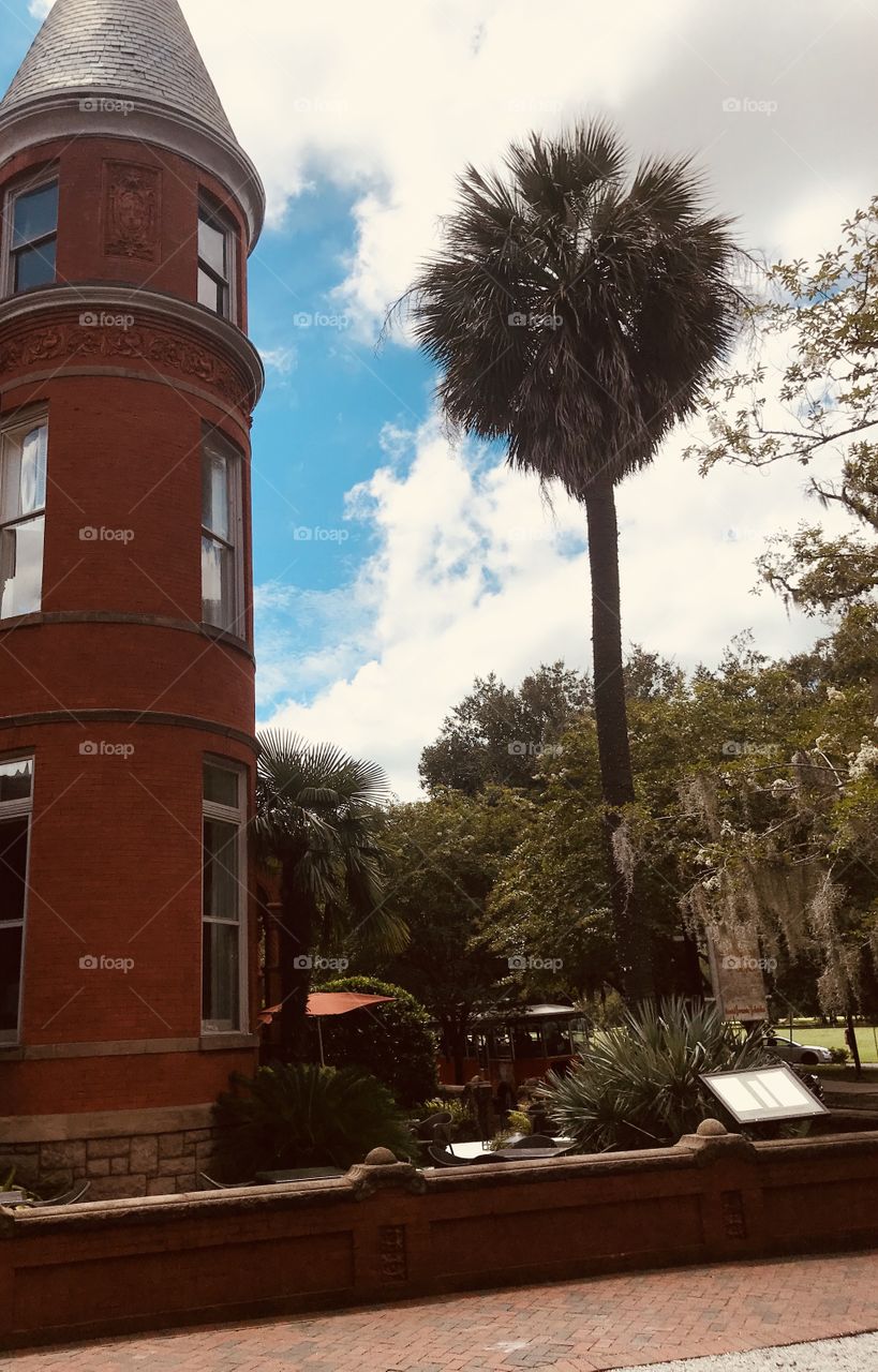 Palm tree in Savannah 
