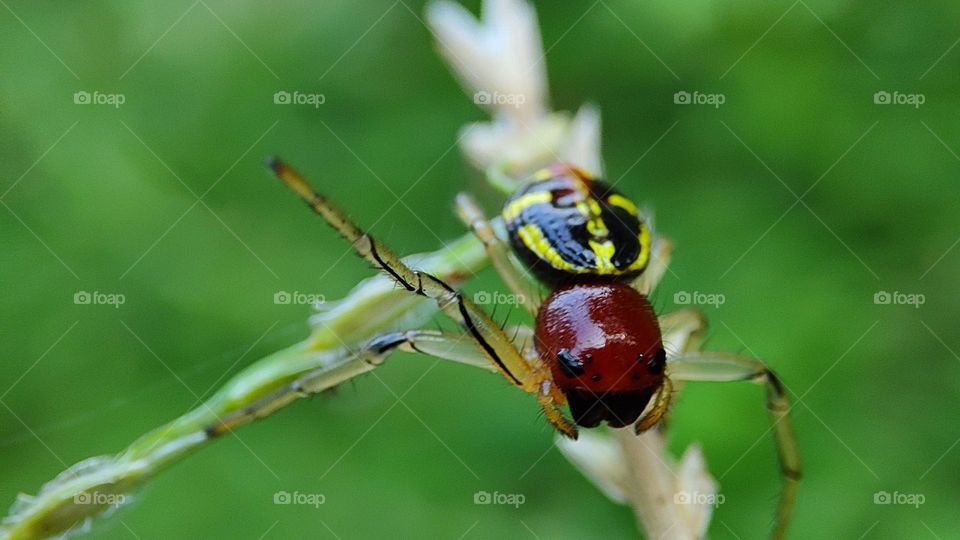 Spider raising a single leg