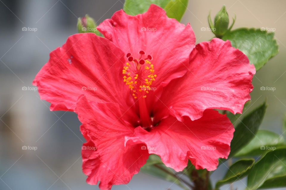 Beautiful hibiscus blooming and swaying
