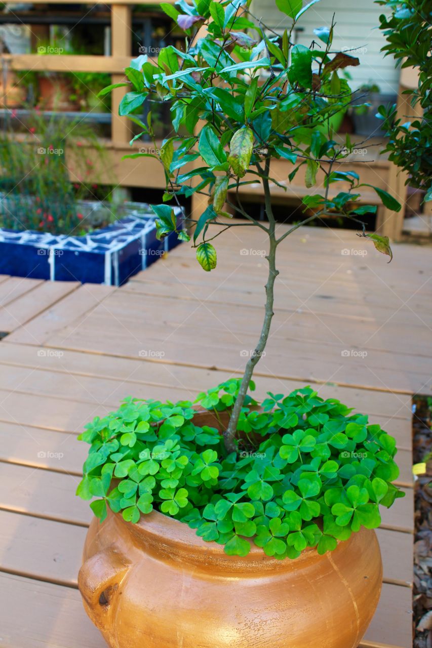 Small tree with clover