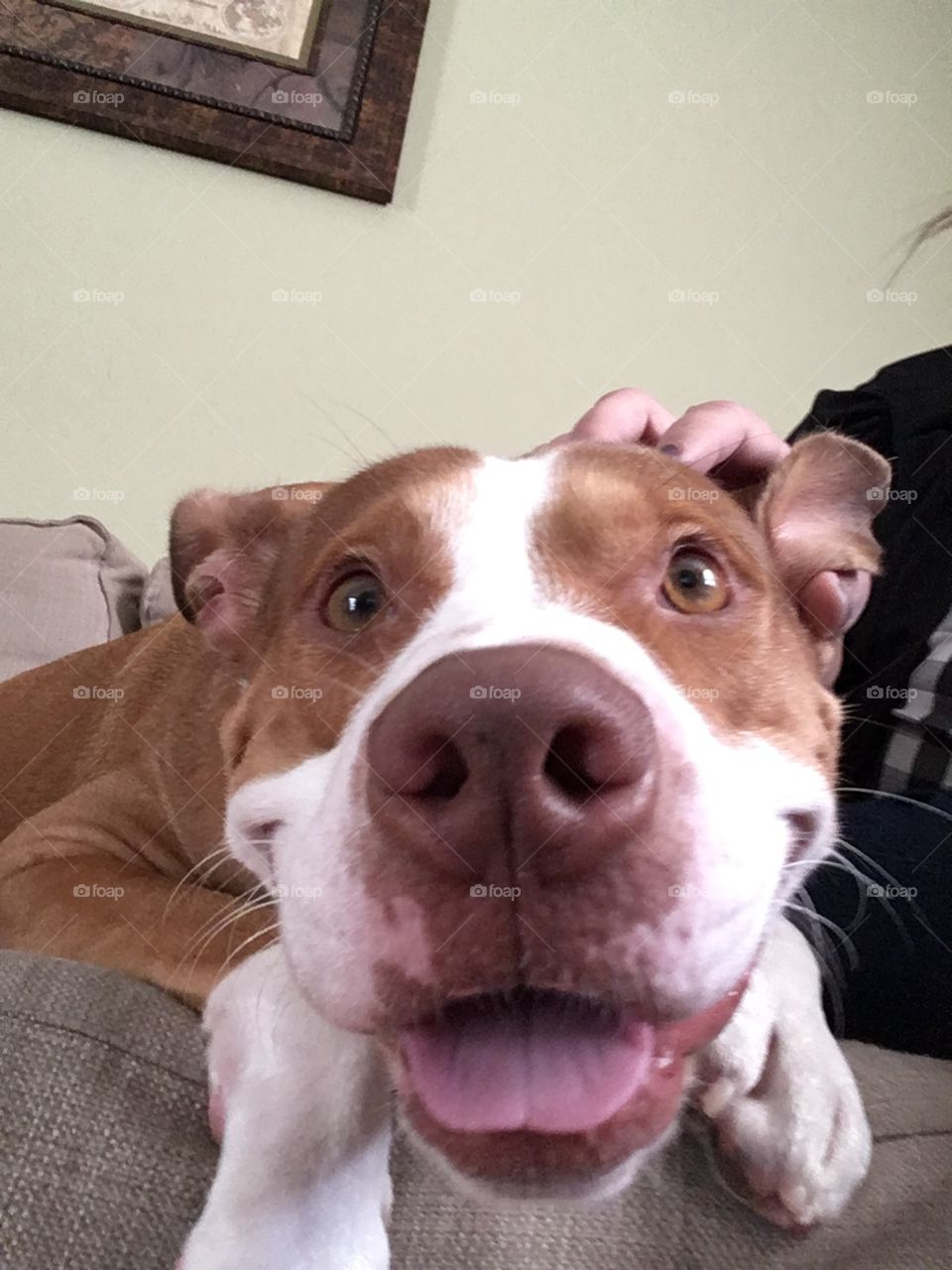 The most adorable rescue pitbull ever with tongue sticking out smiling 
