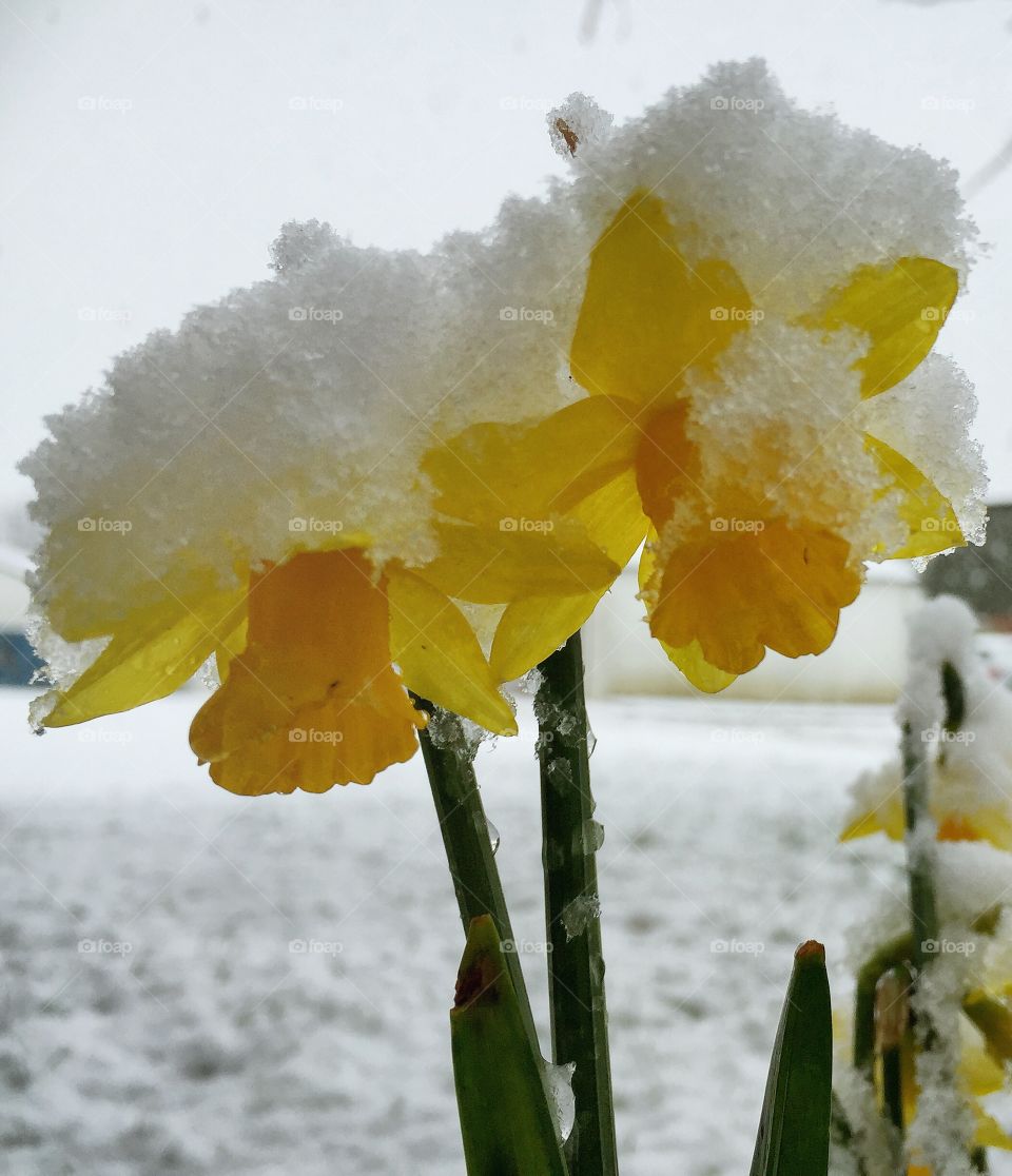 Daffodils