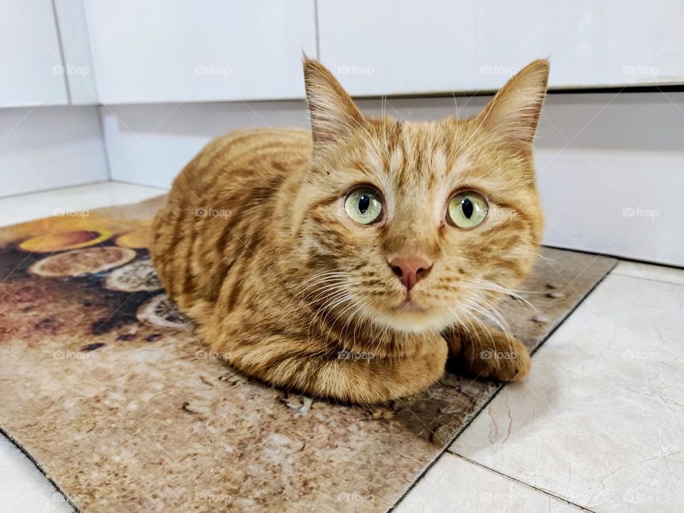 This cat is a mother, with six children in her loving presence