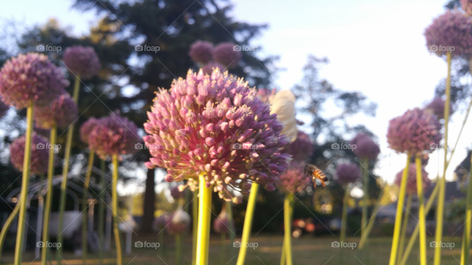 Garlic Flower up close 5