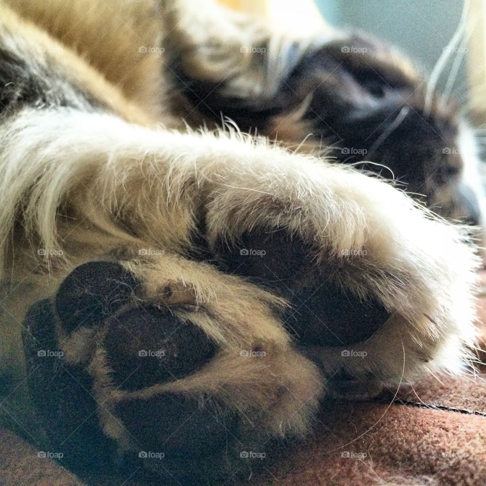 Sleepy Paws . Sleeping pekingese paws