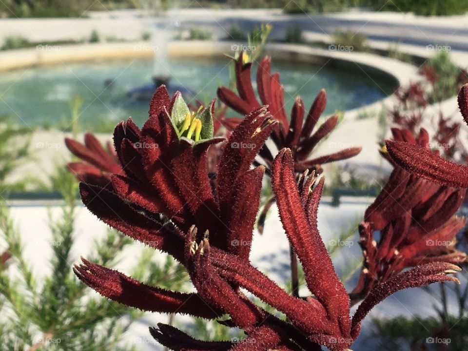 Focus on exotic flower before a fountain 
